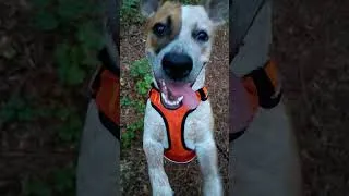Thumbnail: morning hikes with my best bud. #hikingtrails #traildog #morningexercise #floridalife #mutts