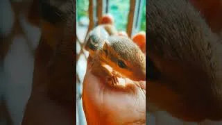 Thumbnail: বাড়িতে নতুন সদস্য.#squirrel #pets #love #books #bookstagram #shorts #shortvideo #booktubetbr #viral