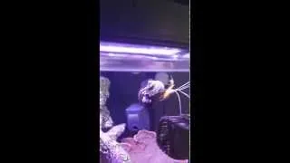 Thumbnail: Shrimp Riding On A Snail While Riding On A Powerhead =D