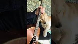 Thumbnail: Playa del Snispy #fingerstyleguitar #guitar  #goldenretreiver