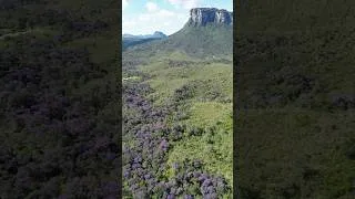 Thumbnail: Jacaranda blooms over the valleys of Chapada Diamantina 🌸 #shorts #travel #drone