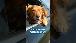 Thumbnail: Beat the heat: Bosch cooling solutions 🌬️😎
