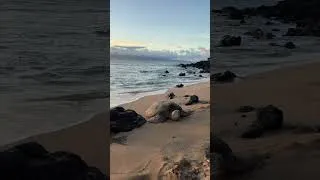 Thumbnail: Maui Adventures 🌴 |  Turtle and Sunset #hawaii #waterfall #asmr