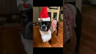 Thumbnail: When your dog is not interested in being Santa.