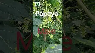 Thumbnail: “Ye Papita Hai Ya Papite? 😱 Male vs Female Papaya!”#neetbiology #bscbotany #mscbotany #papaya