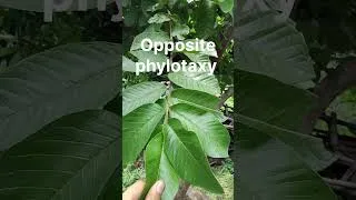 Thumbnail: Guava phylotaxy ||Opposite phylotaxy in 10 sec ##neetbiology #bscbotany #msc #hpu #spu #morphology