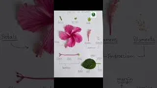 Thumbnail: Part of Flower #Botany #PartsofFlower #Flower #PlantMorphology #BScBotany #HPU #Biology #NEETBiology