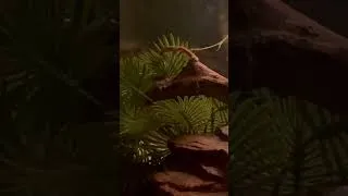 Thumbnail: My Lavender Corn Snake