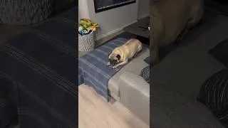 Thumbnail: Potatoe Pug #pug #puglife #funny #puppy #cute #potato