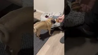 Thumbnail: Pug Gets a Burger Treat 🍔 #funny #pug #cute #cutedog #puglife