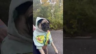 Thumbnail: It’s Pug Sweater Weather 🥰 🐶 🍂 #pug #autumn #fall #cute #oodie #dogsweater