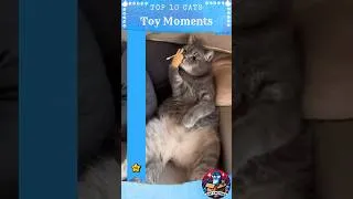 Thumbnail: funny cat moments top 10 ranking #cats