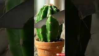 Thumbnail: Is it cake?