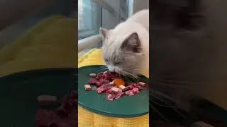 Thumbnail: 🐾 BOYA mini 2 captured our new little dinner guest again.