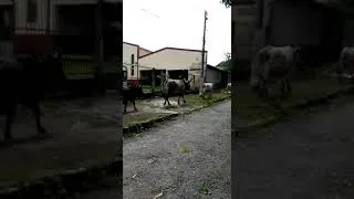 Thumbnail: Big Bull on Brazilian street 🐂🇧🇷