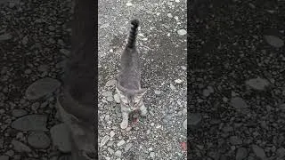 Thumbnail: Is this the first cat video on youtube? #comedy