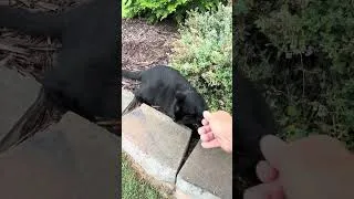 Thumbnail: #blackcat eating Catnip in the rain. This is Koko….