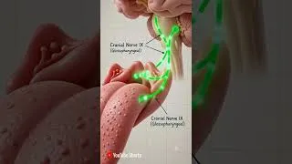 Thumbnail: Ever wondered how your brain knows something is sweet before you even think about it?