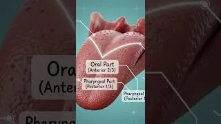 Thumbnail: 👅 The Tongue: Small Organ, Massive Responsibilities!