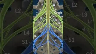 Thumbnail: Cauda Equina: The Horse’s Tail of the Nervous System 🧠⚡