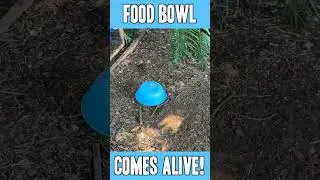 Thumbnail: Chickens' food bowl comes alive! #backyardchickens #twilightzone
