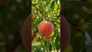 Thumbnail: 🍑 Peach Life Cycle in 30 Seconds 🌱 | Fruit Rot to Peach Tree Timelapse #shorts