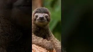 Thumbnail: If you could bring back ONE extinct animal, what would it be?