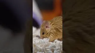Thumbnail: THE WOOLLY MOUSE 😍 It’s almost TOO cute.