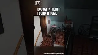 Thumbnail: Here, Kitty Kitty! Bobcat Intruder Found in Home