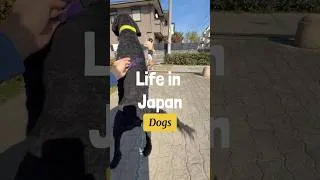 Thumbnail: A glimpse into life with a dog here in Japan. #japanlife #dogtravel #movetojapan