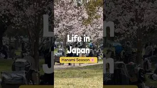 Thumbnail: The cherry blossoms 🌸 are out and it’s time for Japanese picnics!  #sakura #cherryblossom #hanami