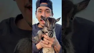 Thumbnail: I bought a baby goat…. @ThirteenRanch