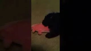 Thumbnail: DIXIE PLAYS WITH PIGGIE