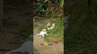 Thumbnail: #cat #love #shorts my daughter's favorite pets