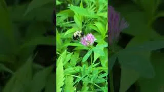 Thumbnail: Bumble Bee taking off in slow motion
