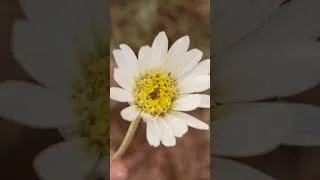 Thumbnail: Wildflowers: Shot #sonycamera #camera #photography  with the Sony ZV-E1￼