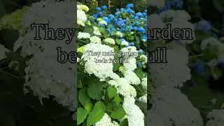 Thumbnail: There’s a reason I plant hydrangeas all over my property 🌸