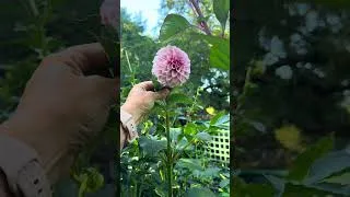Thumbnail: POV: You built the garden you used to save on Pinterest
