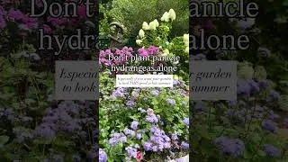Thumbnail: Don’t plant panicle hydrangeas alone 🌸