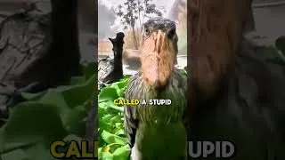 Thumbnail: The Mysterious Bird You’ve Never Seen!