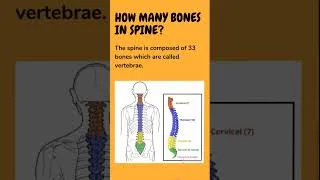 Thumbnail: How Many Bones in Spine - Medical Coding Interview Question No. 1