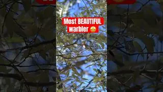 Thumbnail: Finding the most BEAUTIFUL warbler!!