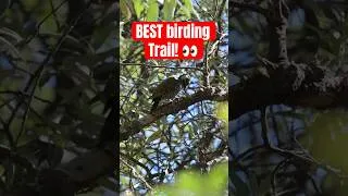 Thumbnail: Finding new LIFERS while on the BEST Arizona birding trail 👀
