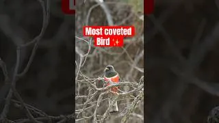 Thumbnail: Finding the MOST coveted Arizona bird ✨