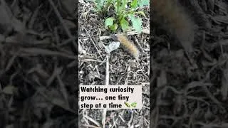 Thumbnail: Watching curiosity grow