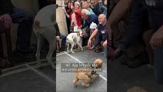 Thumbnail: Spaniel Racing