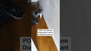 Thumbnail: My Dog Won’t Leave The House 😅 #funnydog #cutedogs #shorts