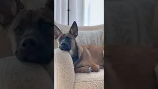 Thumbnail: What I feed my picky rescue pup 🐶🤍🐾