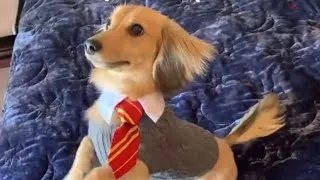 Thumbnail: When you teach your dog Harry Potter spells…