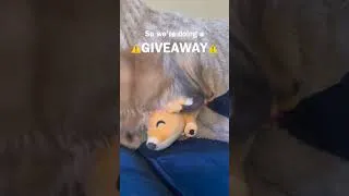 Thumbnail: 😭GIVING AWAY my Remus Plush to a good home! 💕 #youtooz #plush #dachshund #giveaway